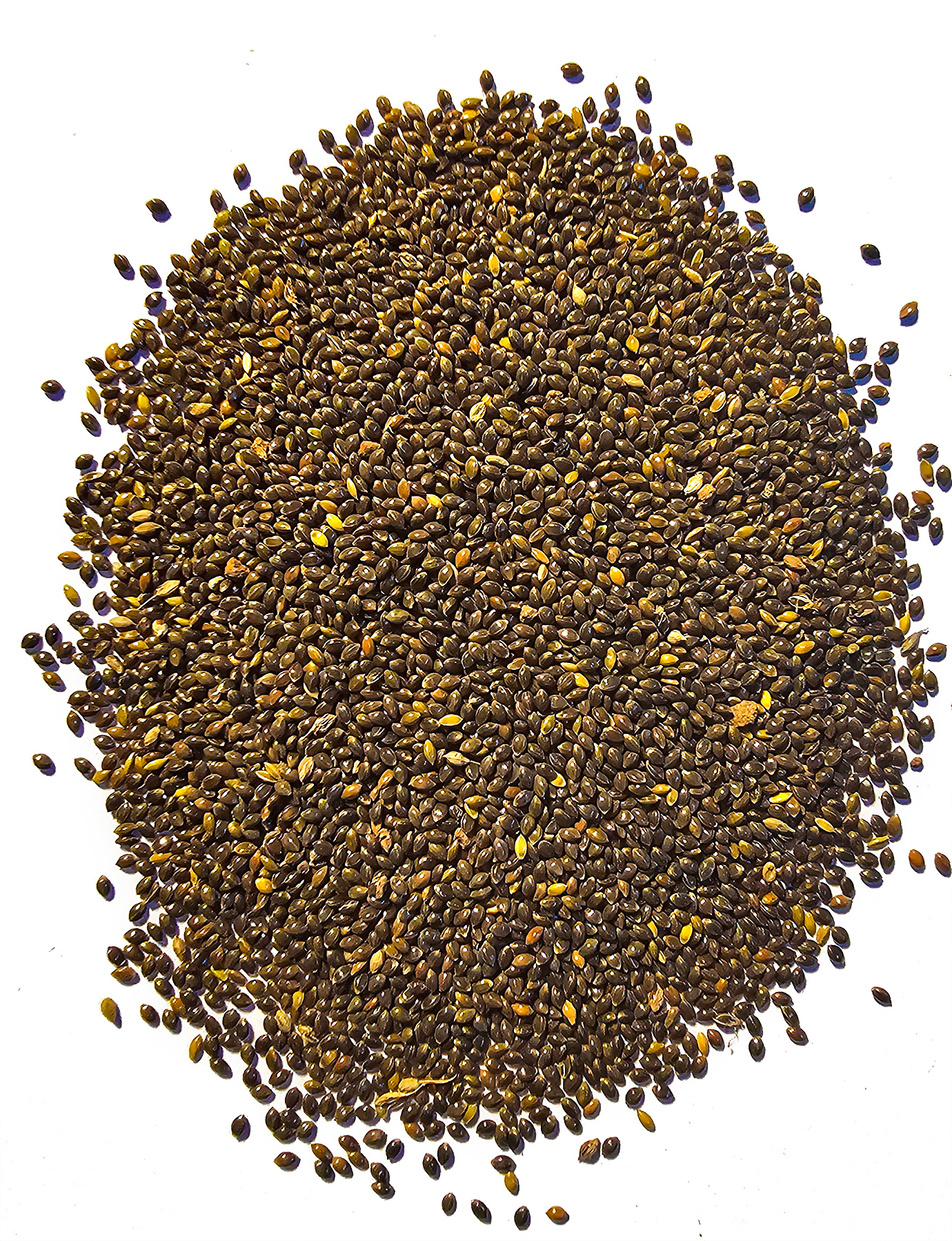 Little Millet Seeds