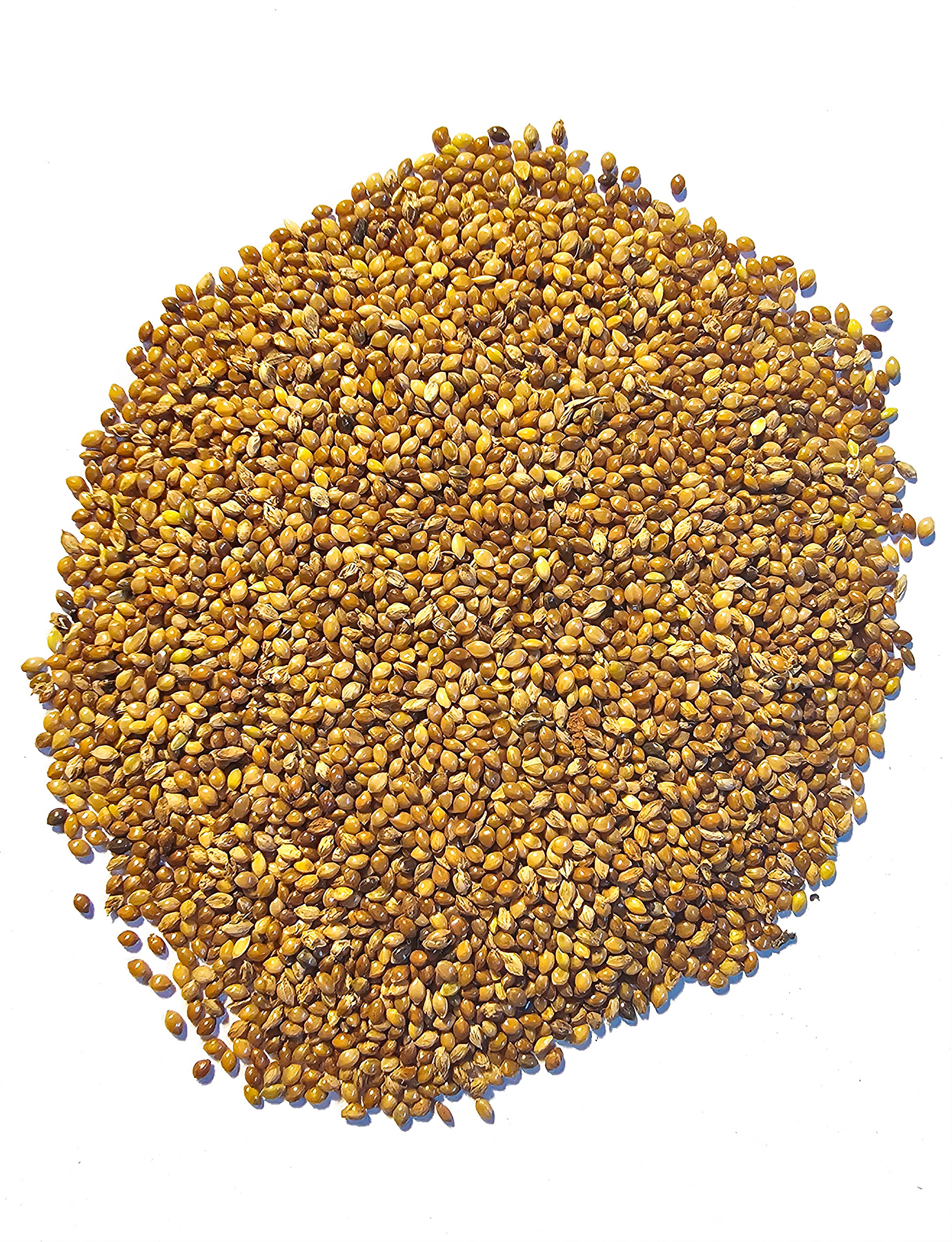 Foxtail Millet Seeds